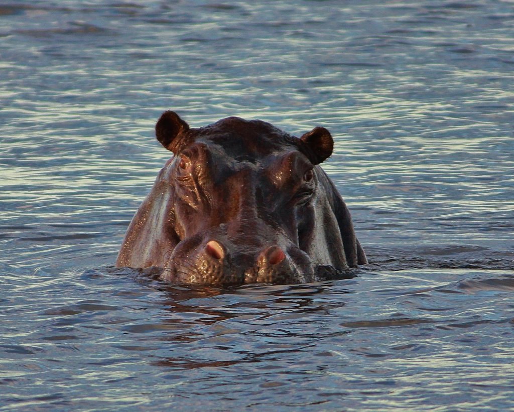 Zimbabwe & Zambia: da Victoria Falls a South Luangwa - 5 notti