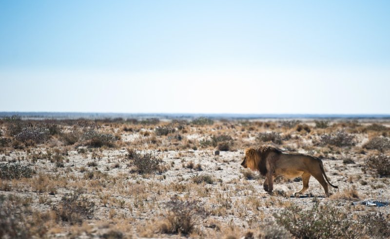 Namibia - Etosha National ParkEtosha Safari Lodge, Gondwana Collection Namibia