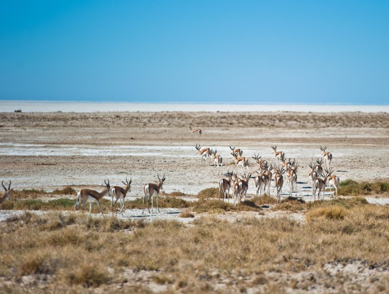 Namibia - Etosha National ParkEtosha Safari Lodge, Gondwana Collection Namibia