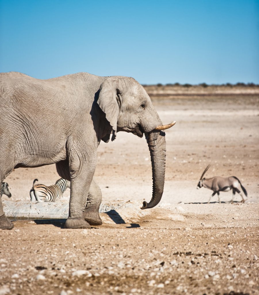 Namibia - Etosha National ParkEtosha Safari Lodge, Gondwana Collection Namibia