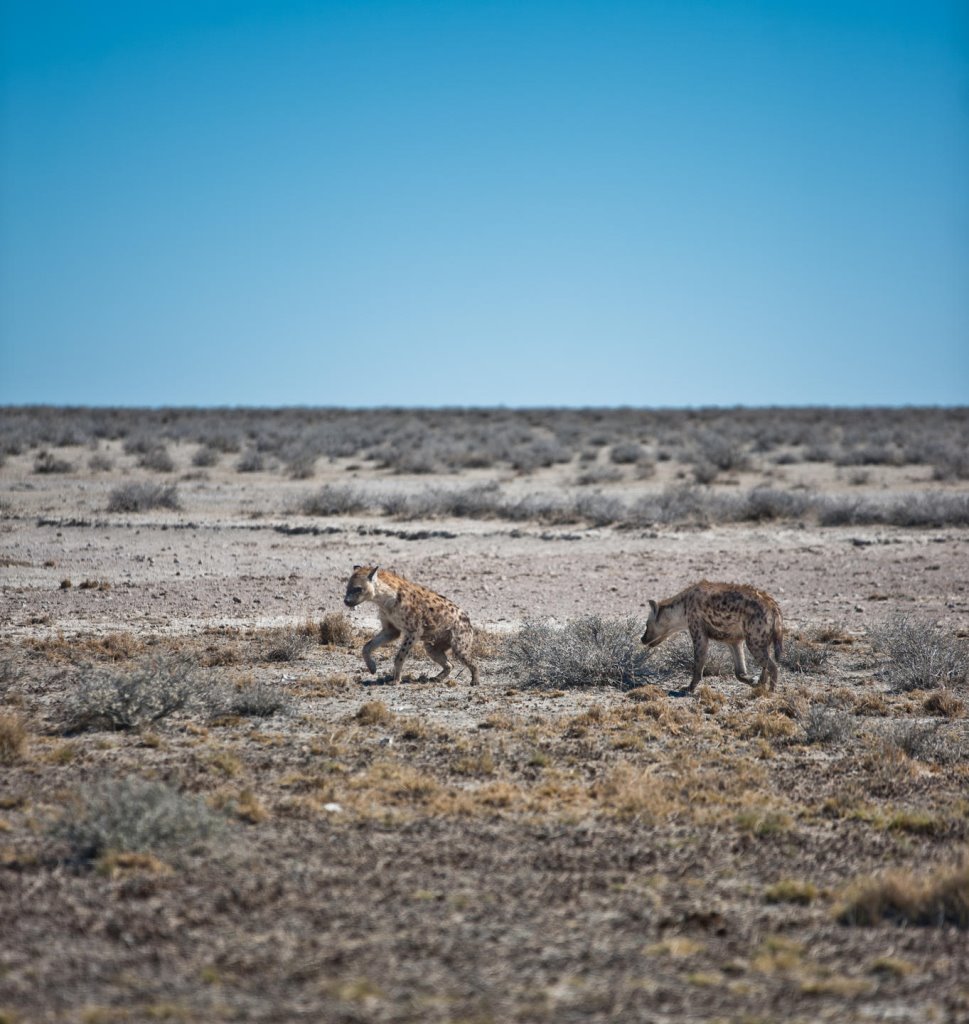 Namibia - Etosha National ParkEtosha Safari Lodge, Gondwana Collection Namibia