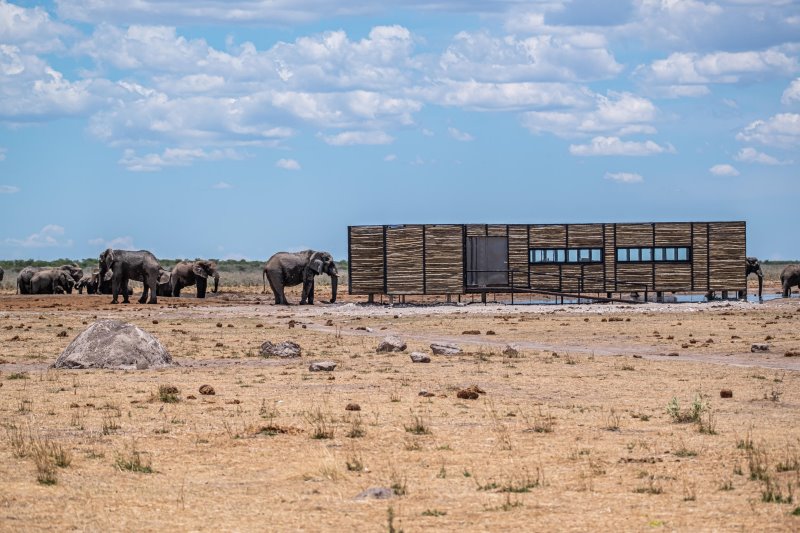 Namibia - Etosha - Etosha King Nehale