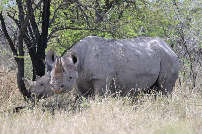Namibia - Etosha - Etosha King Nehale