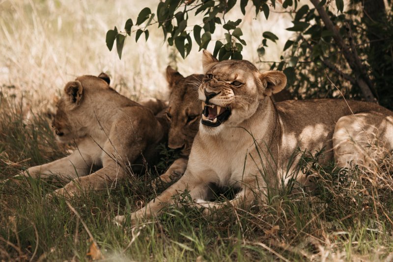 Namibia - Etosha - Etosha King Nehale