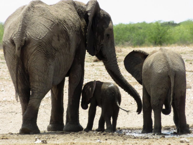 Namibia - Etosha - Etosha King Nehale