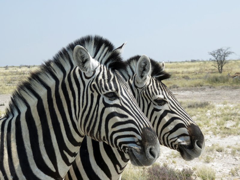 Namibia - Etosha - Etosha King Nehale