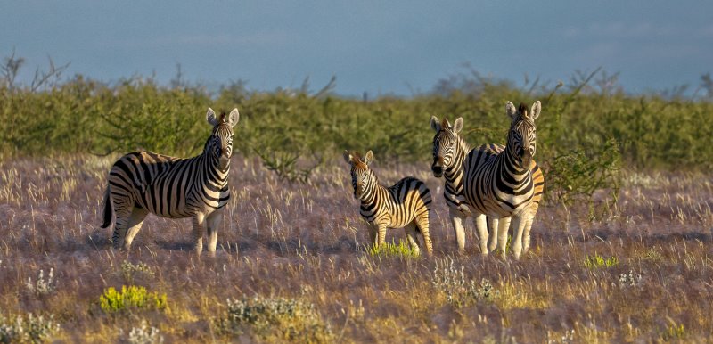 Namibia - Etosha National Park - Etosha Mountain Lodge