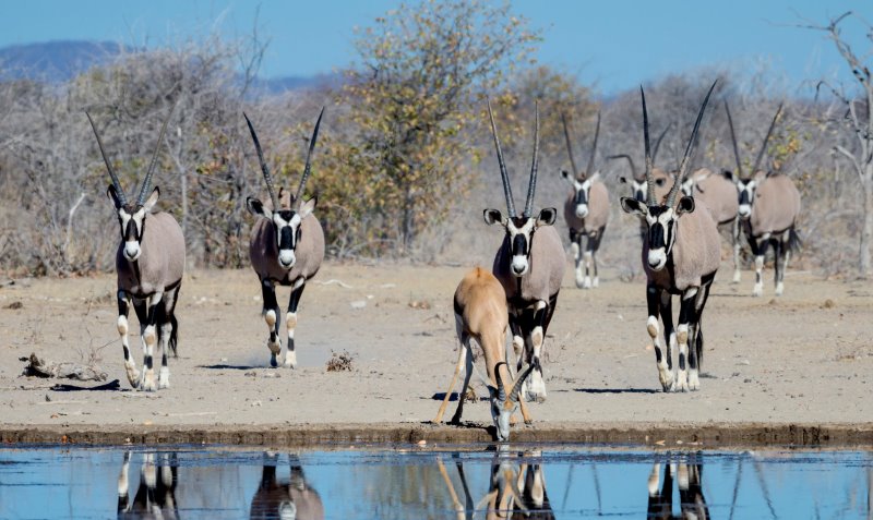 Namibia - Etosha National Park - Etosha Mountain Lodge