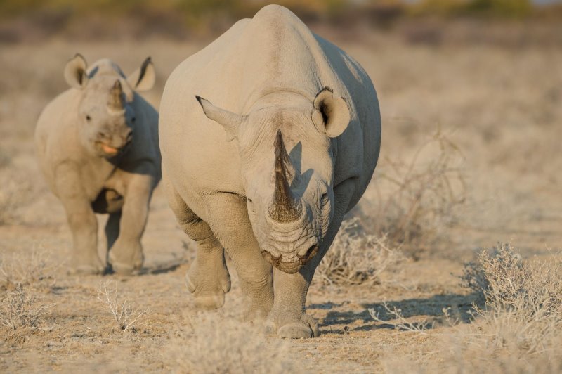 Namibia - Etosha National Park - Etosha Mountain Lodge