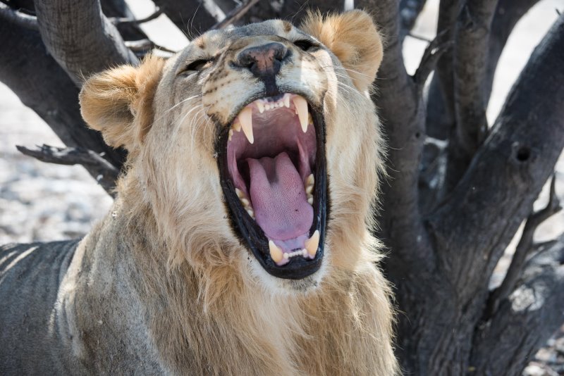 Namibia - Etosha National Park - Etosha Mountain Lodge