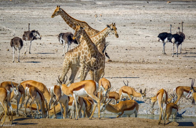 Namibia - Etosha National Park - Etosha Village