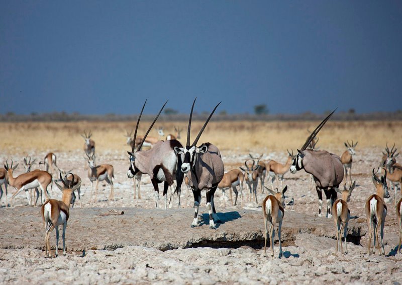 Namibia - Etosha National Park - Etosha Village