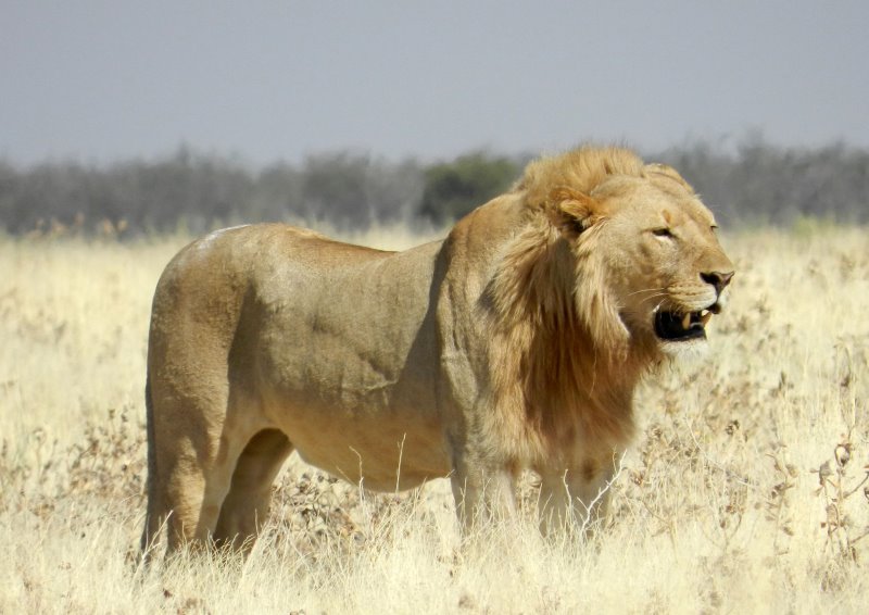 Namibia - Etosha National Park - Etosha Village