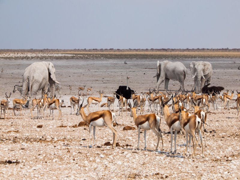 Namibia - Etosha National Park - Etosha Village