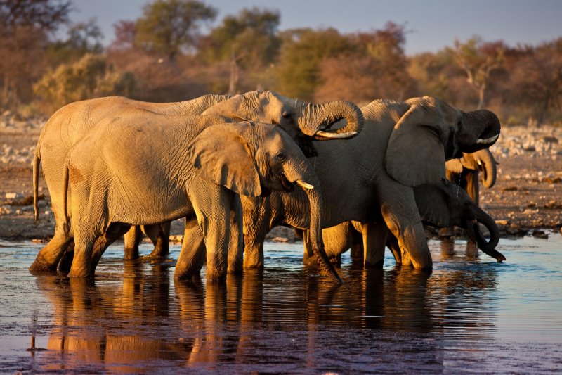 Namibia - Etosha National Park - Mokuti Etosha Lodge