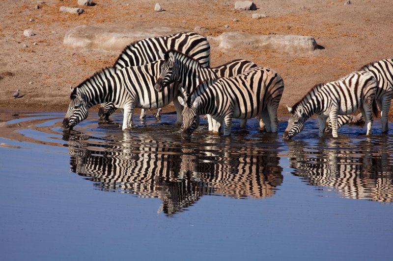 Namibia - Etosha National Park - Mokuti Etosha Lodge
