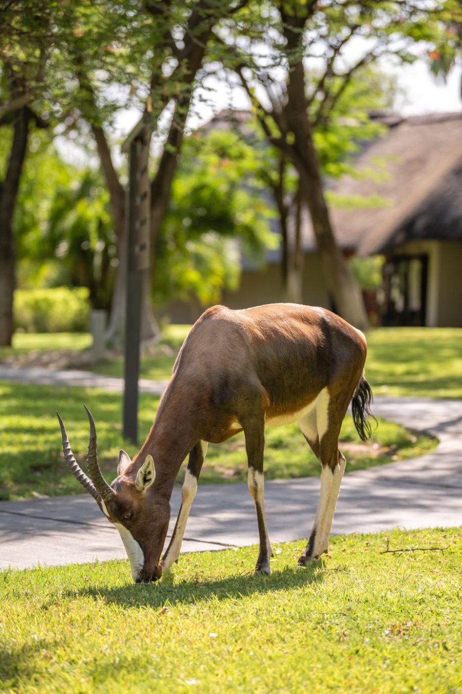 Namibia - Etosha National Park - Mokuti Etosha Lodge