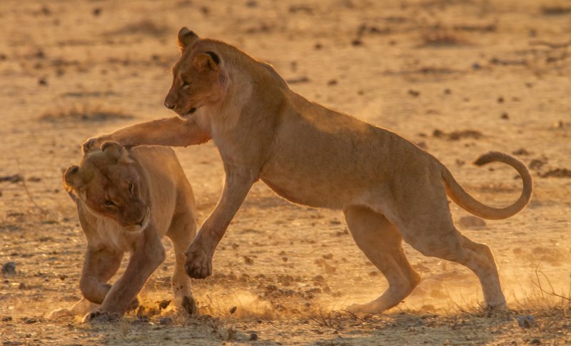 Namibia - Etosha National Park - Mushara Lodge