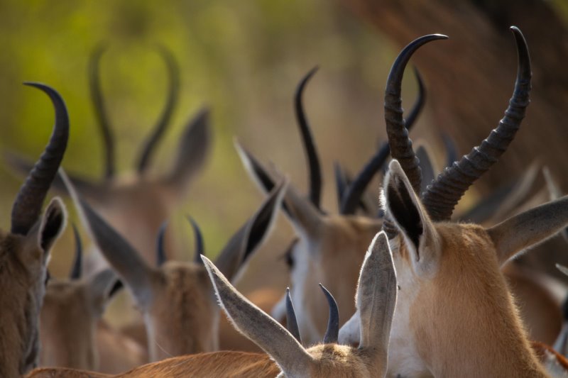 Namibia - Etosha National Park - Mushara Lodge