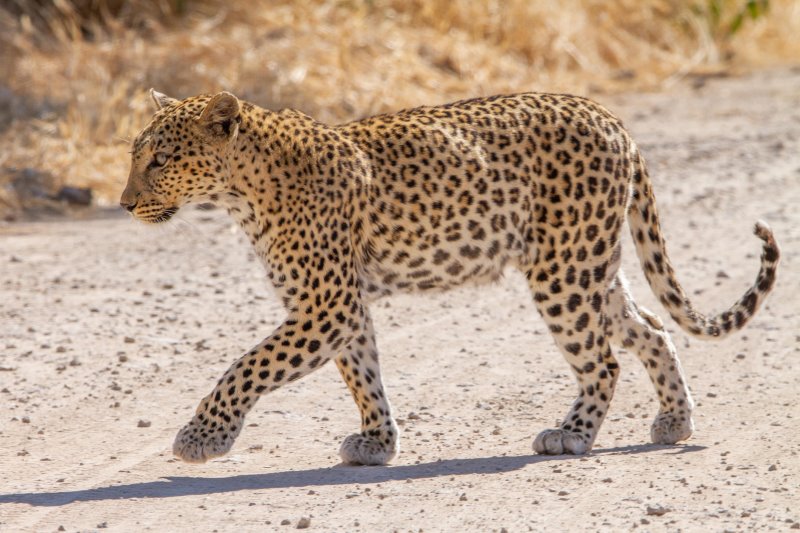 Namibia - Etosha National Park - Mushara Lodge