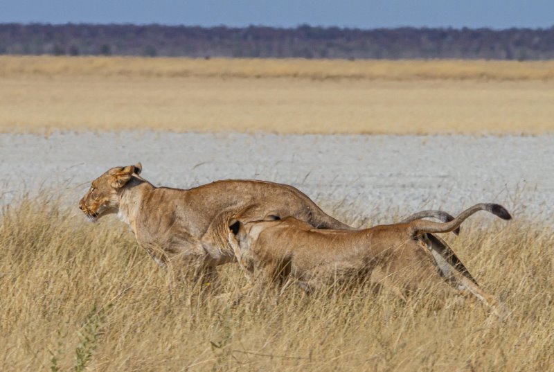 Namibia - Etosha National Park - Mushara Lodge