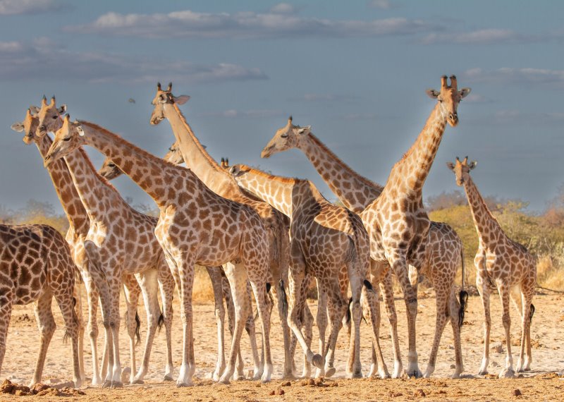 Namibia - Etosha National Park - Mushara Lodge