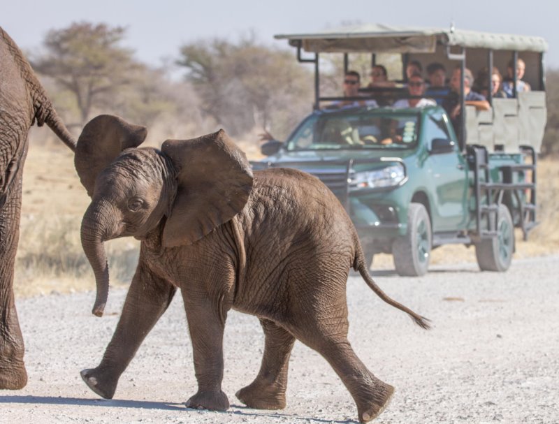 Namibia - Etosha National Park - Mushara Lodge