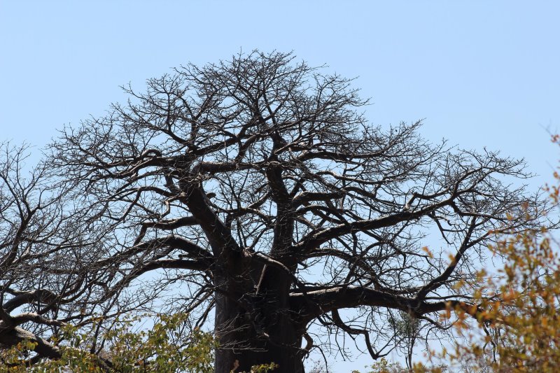 Namibia - Kaokoland - Opuwo Country Lodge