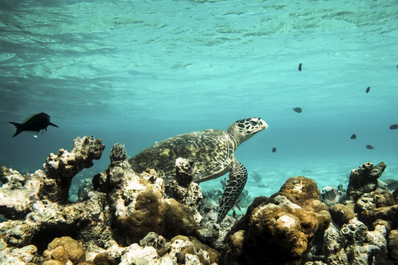 Maldive - Constance Moofushi Maldives