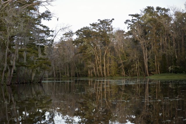 Tour tra i bayou della Louisiana: cipressi, muschi e canali