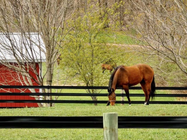 Scuderie e cavalli purosangue nel Kentucky Horse Country