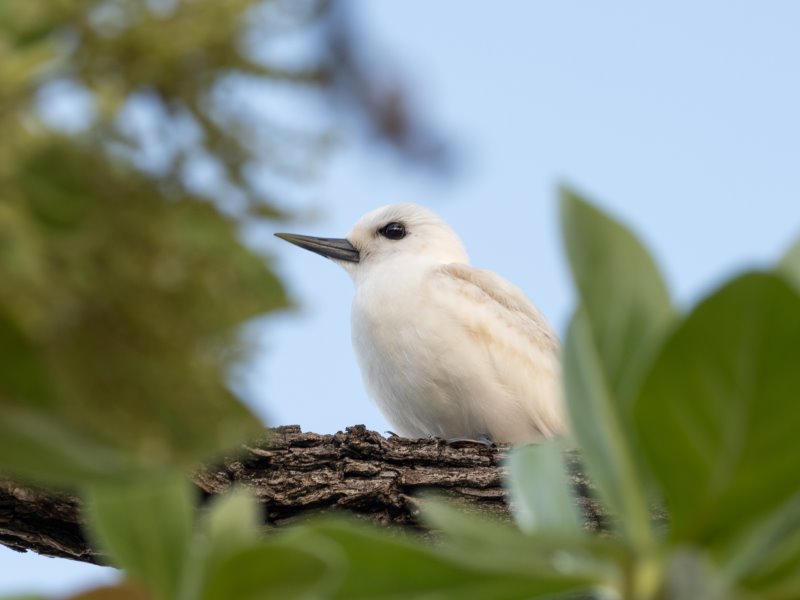 Polinesia Fr. - Tikehau (Isole Tuamotu) - Le Tikehau by Pearl Resorts