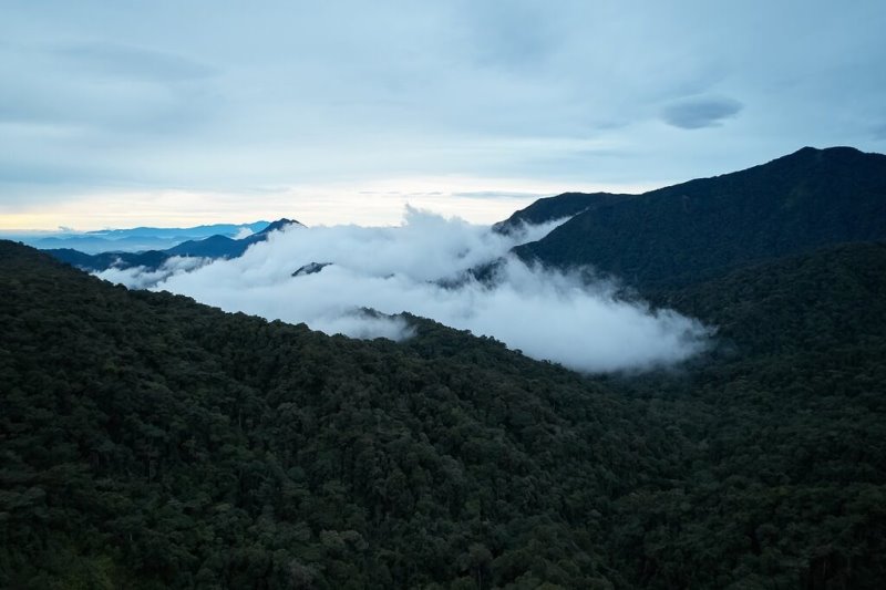 Malesia - Cameron Highlands - Strawberry Park
