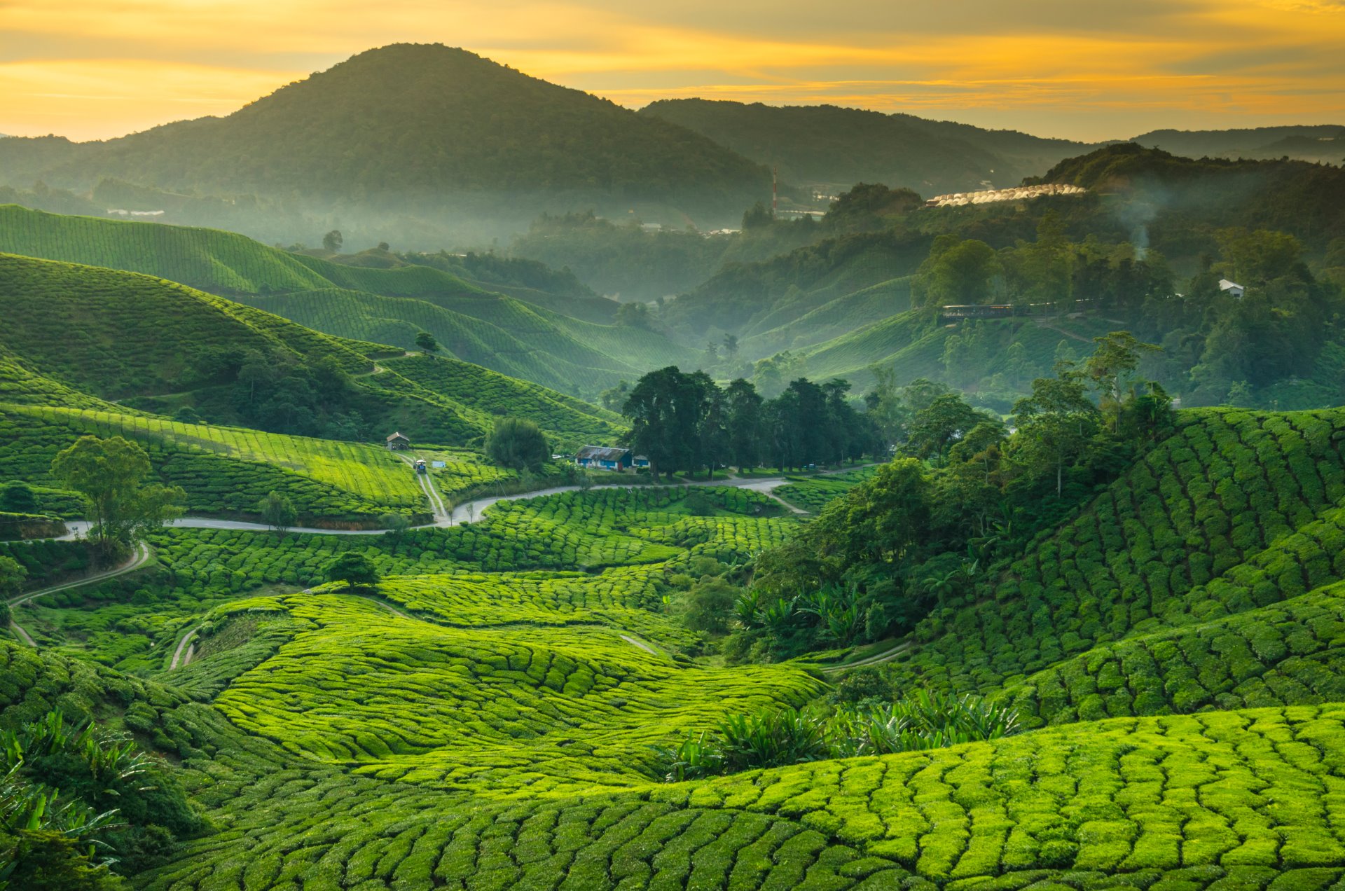 Piantagioni di thè in Cameron Highlands - Malesia