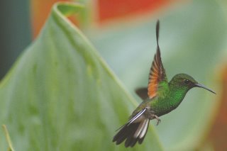 Costa Rica - Colibrì