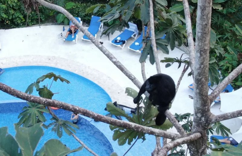 Costarica - Puerto Viejo de LImon - Cariblue Beach and Jungle Resort