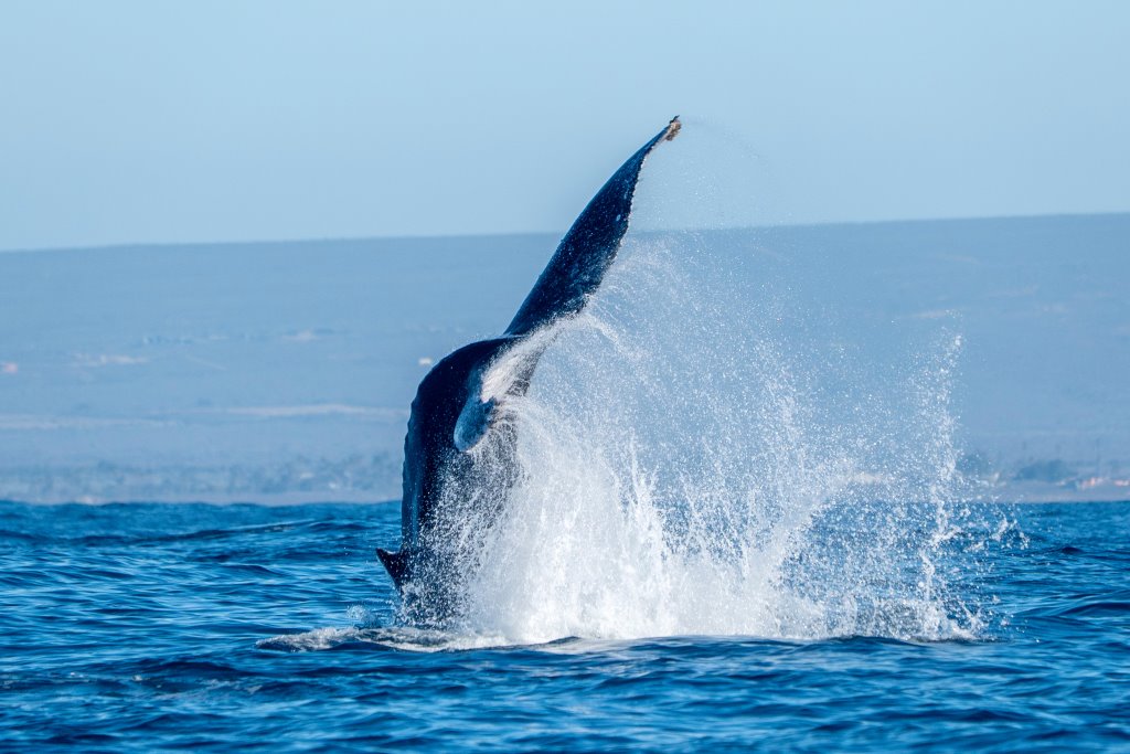 Incontro con i giganti del mare - Tour di  11 giorni/10 notti