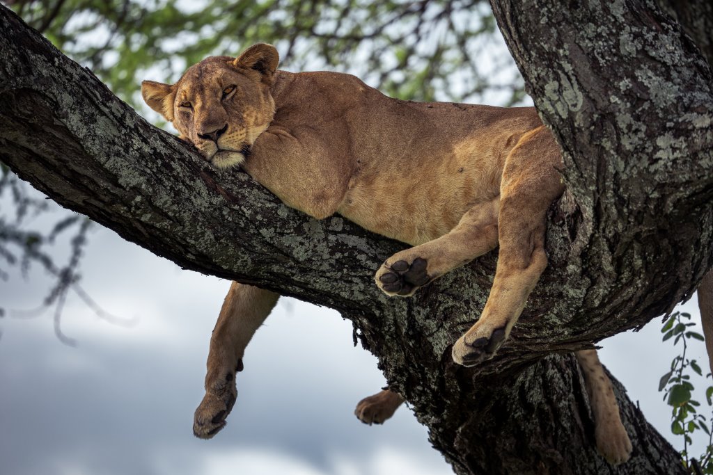 Tanzania  - Parco Nazionale del Tarangire