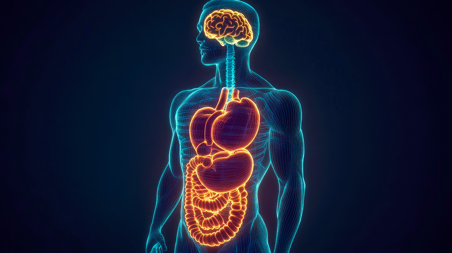 Esplorando il corpo umano